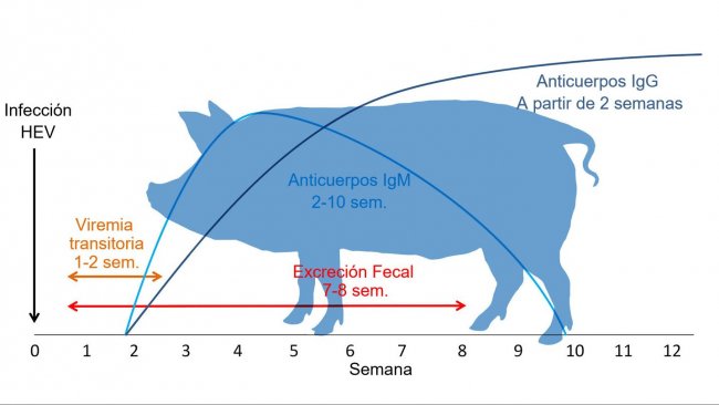 Respuesta a la infección por virus de la Hepatitis E 