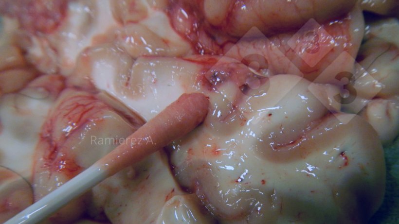 Figura 3. Recogida de muestra de la superficie ventral del cerebro con un hisopo.