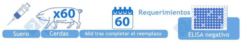 Negativa (IV). Testear suero mediante ELISA de 60 cerdas adultas 60 días después de que el reemplazo de toda la granja se haya completado. Todos los resultados a nivel individual deben ser negativos. Alternativamente, la categoría IV se puede alcanzar un año después del inicio de la categoría III si no se han reportado muestras positivas mediante ELISA. Las granjas repobladas con animales negativos caen por defecto en esta categoría siempre que los resultados de las pruebas diagnósticas sean negativas.