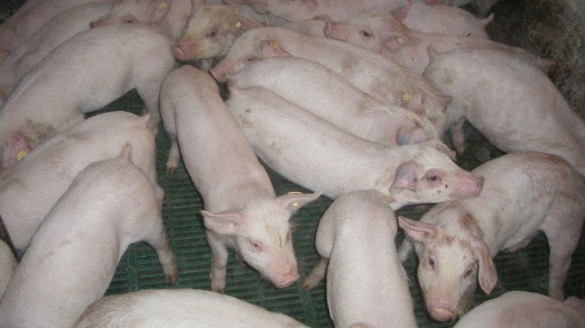 Abb. 2. Absetzferkel und Jungsauen sind hauptverantwortlich für die Übertragung der Infektion innerhalb eines Bestandes.