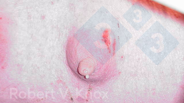 Bild 2: Kolostrum tropft aus der Zitze