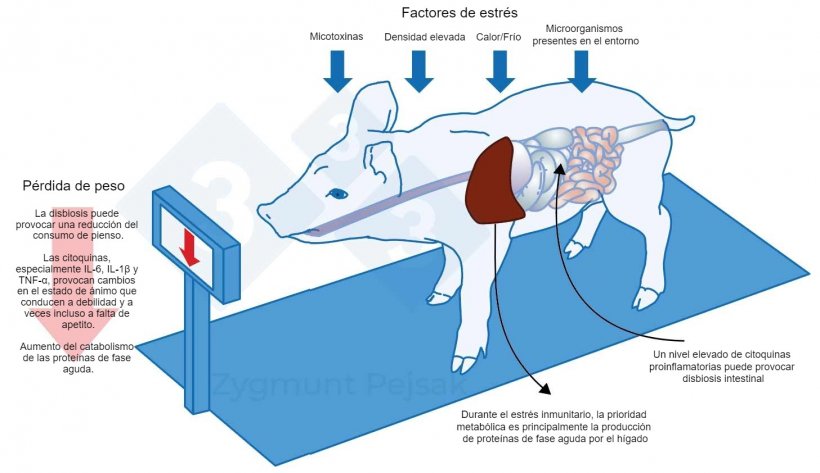 Figura 3. Uno de los costes extra de una alerta prolongada es la disminución del apetito y, en consecuencia, un periodo de engorde más largo. Dado que la presión de los factores de estrés ambiental afecta de forma diferente a cada animal, se producirá una diferenciación en el peso de los lechones destetados o cerdos de engorde de la misma edad. La diferenciación de peso entre animales de la misma edad puede tener graves consecuencias económicas. Además, especialmente en animales jóvenes, una dieta que no contenga nutrientes esenciales para reforzar la resistencia antiinfecciosa puede hacer que los animales sean más vulnerables.