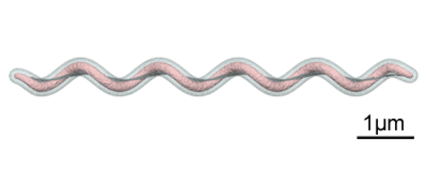 Figura 2. Gr&aacute;fico que muestra la forma espiroqueta de Brachyspira spp. Fuente: Y_tambe. https://creativecommons.org/licenses/by-sa/3.0/deed.en
