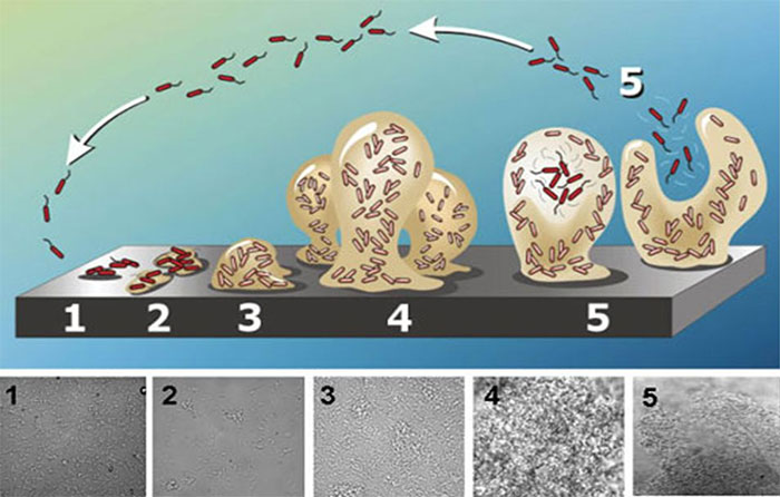 Imagen 1. Representación esquemática de la formación de biofilm, desde la adhesión bacteriana a la superficie, hasta la formación de biofilm maduro, constituido por polisacáridos. Forma de seta previa al desprendimiento. Fuente: Abraham Adu-Gyamfi