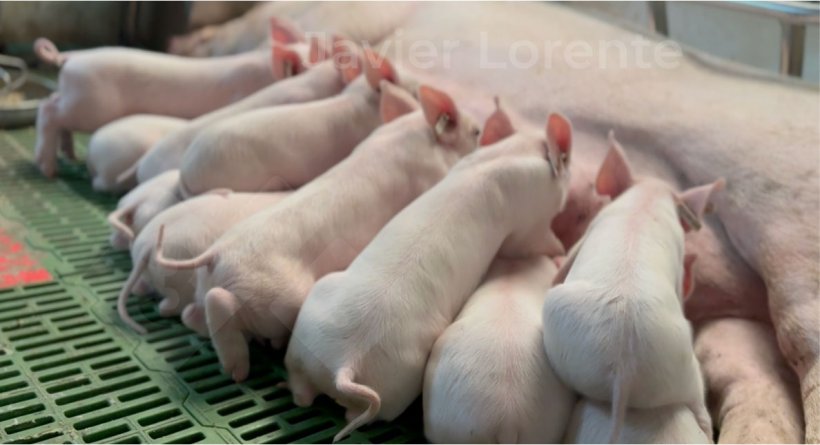C&ugrave;ng một độ tuổi trong ph&ograve;ng đẻ c&oacute; thể gi&uacute;p cải thiện t&igrave;nh trạng sức khỏe tổng thể trong khu vực n&agrave;y.
