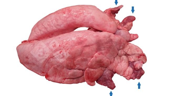 Hình 1. Bệnh tích nhục hóa vùng rìa phổi (CVPC) trên heo.