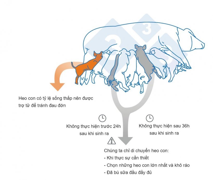 Những điểm chính cần lưu ý khi ghép heo con.