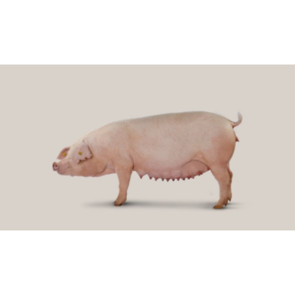 Landrace DanBred